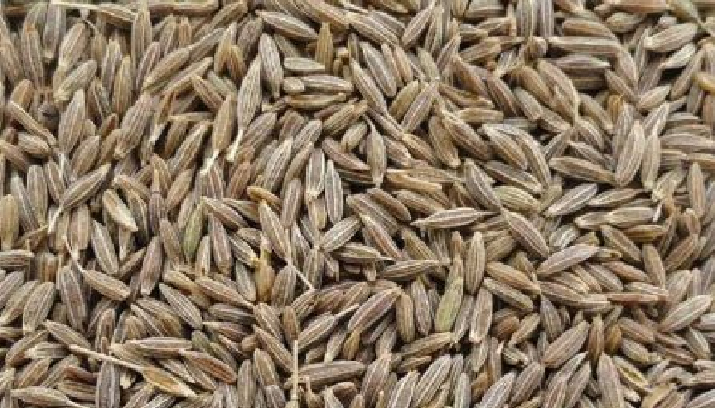 Cumin Seeds